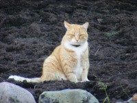 Котяра мартовский