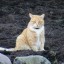 Котяра мартовский