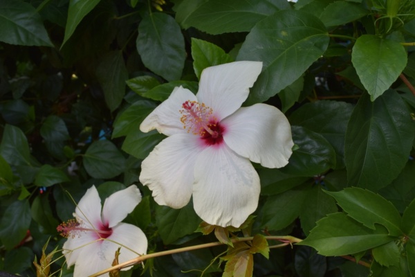 DSC_0293.JPG